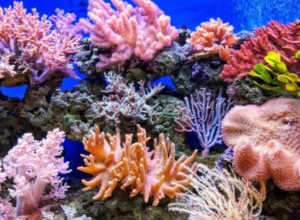 Dal clima alla tutela della biodiversità, il WWF boccia il governo Meloni